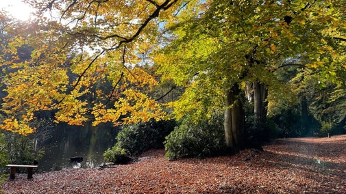 Autumn leaves coat the path and trees line the trail next to a pool in Comer Woods